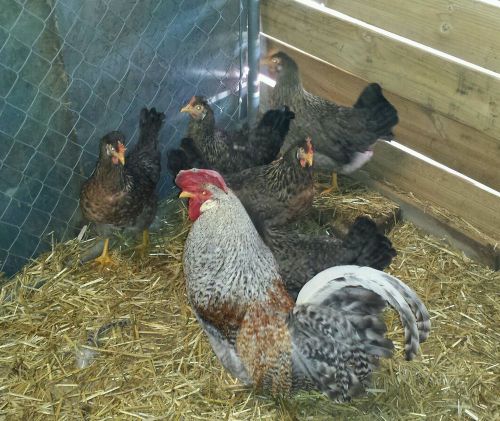 6x CRESTED CREAM LEGBAR  hatching eggs/ chicken/fertile BLUE EGG- auto sexed