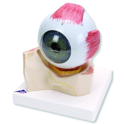 3b scientific f11 7 part eye model, 5 times full-size, 7.1&#034; x 7.1&#034; x 7.9&#034; for sale