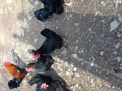 Black Copper Marans Hatching Eggs 10+plus+