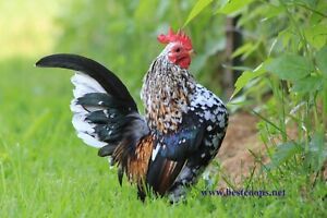 6+ Fertile Show Quality Serama Chicken Hatching Eggs