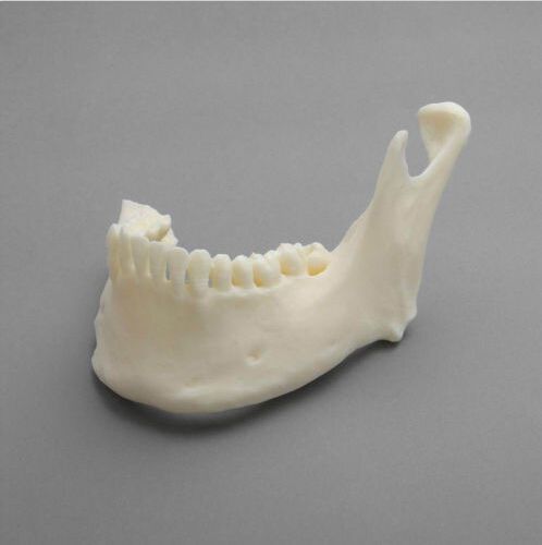 Dentalmall Dental Model #5001 01 - Lower Jaw Model