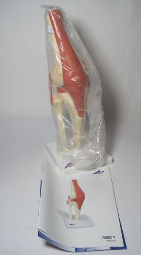 3B Scientific 12.6&#034;  Deluxe Functional Knee Joint Model A821 USG