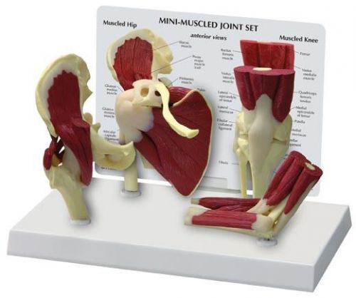 NEW Anatomical Mini Muscled Joint 4 Model Set
