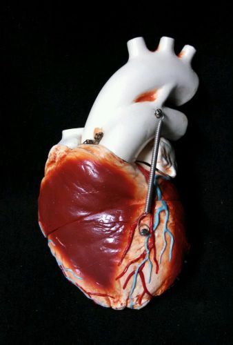 Vintage Medical Plastics Laboratory - Life Size  Human Heart Anatomical Model