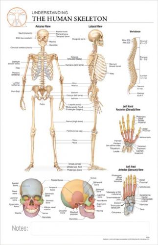 11 x 17 Post-It Anatomical Chart: HUMAN SKELETON