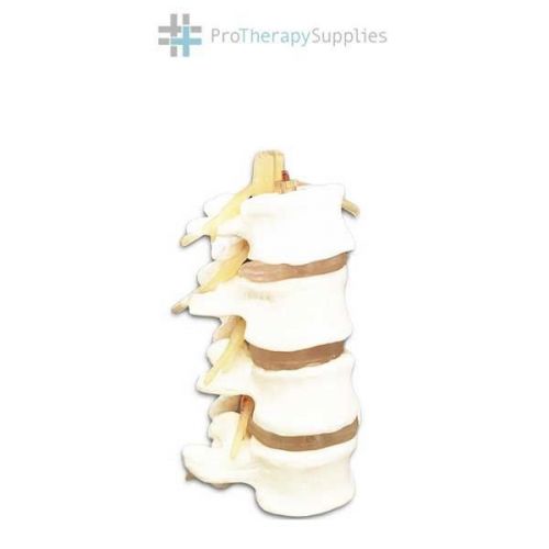 Anatomical budget 4 part lumbar set spinal cord for sale