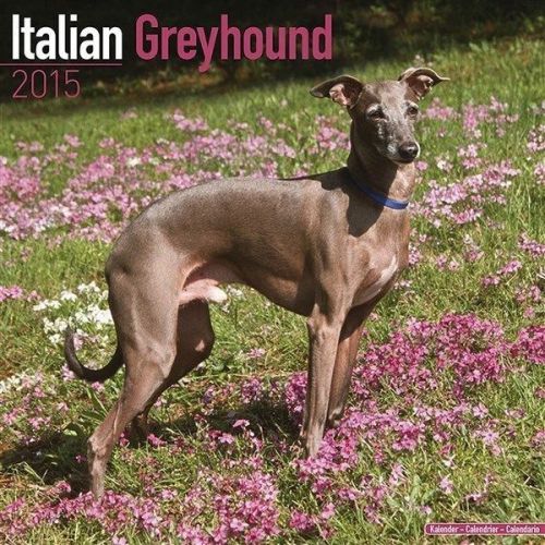 NEW 2015 Italian Greyhound Wall Calendar by Avonside- Free Priority Shipping!