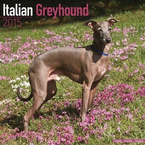 New 2015 italian greyhound wall calendar by avonside- free priority shipping! for sale