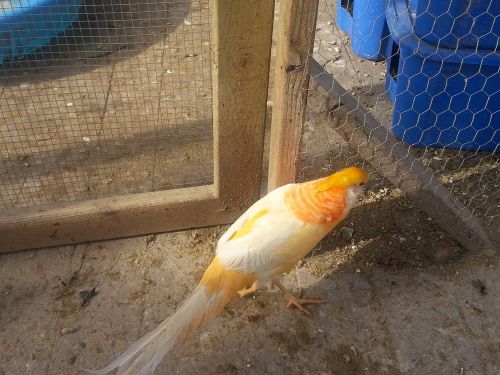 4 LADY AMHERST AND 4 PEACH GOLDEN PHEASANT HATCHING EGGS (PRE-SALE)