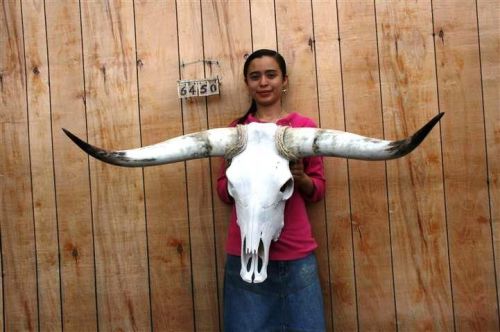 STEER SKULL LONG HORNS 3&#039; 7&#034; COW BULL SKULLS HORN H6450