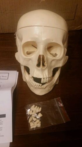 Anatomical Study Skull: CS-20 Budget Skull