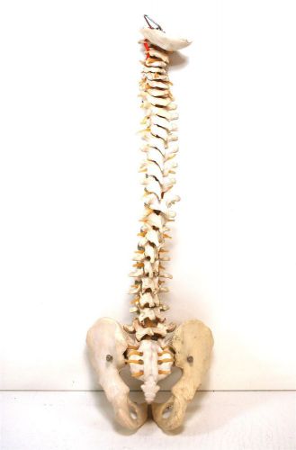 Life Size Human Anatomy Spinal Column w/ Pelvis Model
