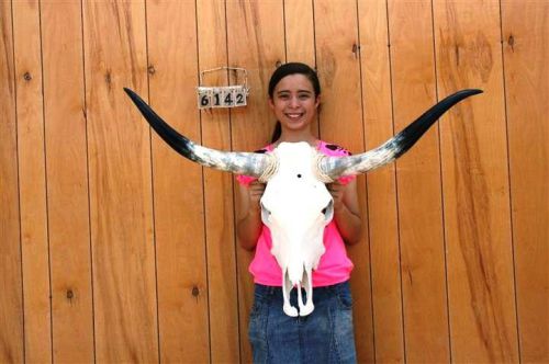 Steer skull and 3 ft 5&#034; in long horns cow longhorns h6142 for sale