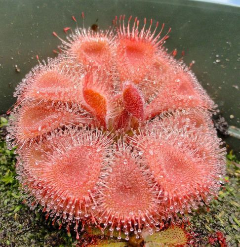 FRESH Premium Drosera &#034;burmannii &#034; (10+ seeds) Carnivorous Sundew Plant, L@@K!!!