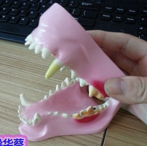 RS canine Dog  Jaw Teeth decay Model Veterinary VET Anatomy paology display anim