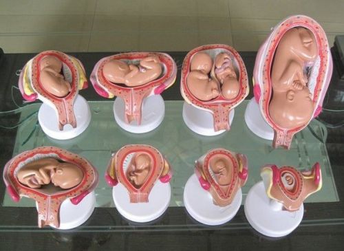 8 PCS Human Anatomical Embryonic Development Pregnancy Organ Teach Model 86