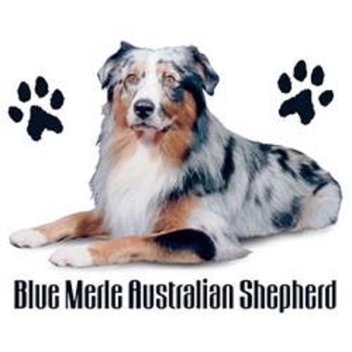 Australian Blue Merle Dog HEAT PRESS TRANSFER for T Shirt Sweatshirt Fabric 803g