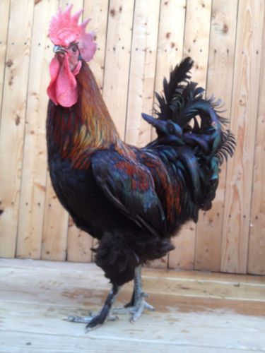 FRENCH BLACK &amp; BLUE COPPER MARANS CANADIAN LINE 6 HATCHING EGGS 100% PURE BREED