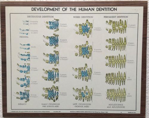 Dental Eruption Pattern Wall Hanging; Pedodontist; Dental Hygiene