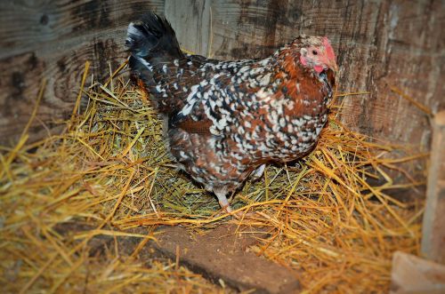 10+ Speckled Sussex Hatching Eggs