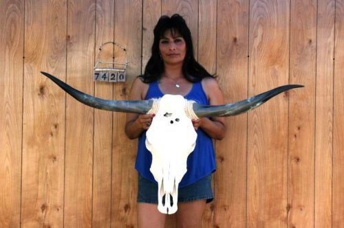 STEER SKULL LONG HORNS 3&#039; 11&#034; COW BULL SKULLS HORN H7420