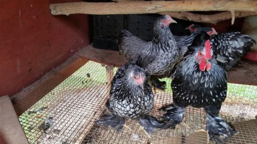 12 + Extra Silver Laced Cochin Bantams Hatching Eggs Show Quality