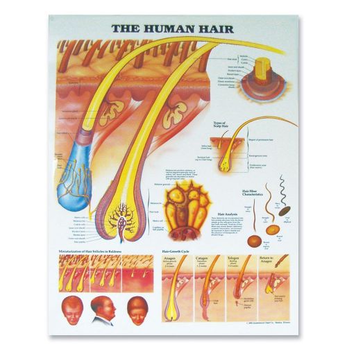 The Human Hair * Anatomy Poster * Anatomical Chart Company