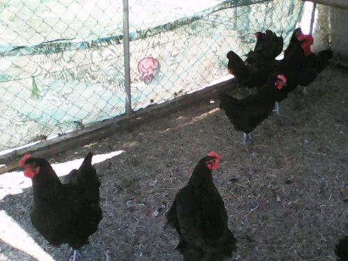 Heritage  Breed  Welsummer Chicken Fertile Eggs