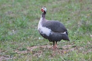 One dozen (12) assorted color guinea fowl hatching eggs NPIP AI clean