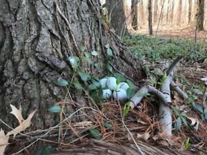 White Araucana Hatching Eggs 