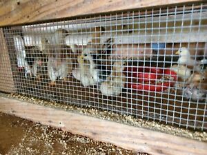2 serama chicks pure micro hens and rooster 