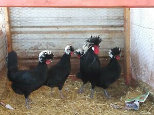 White Crested Black Polish Purebred Hatching Eggs set of 8+