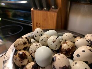 20+ coturnix quail hatching eggs Jumbo brown and others