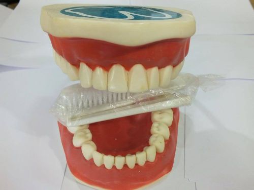 Dental Study Model with Brush 14 CM Flexible
