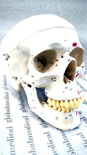 Human Skull For Medical Surgical Dental Study.Can Be Dismenteled.