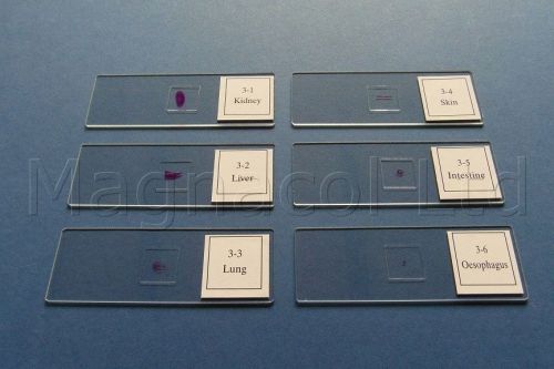Microscope slides: Prepared slides: Rat histology