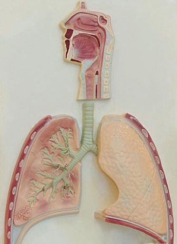 Life Size FRP. Respiratory System Medical Teaching Education Model NEW