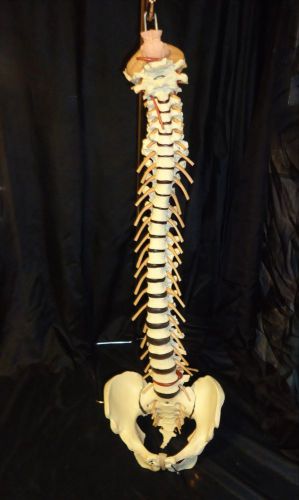 ESP Life Size Vertebral Column Anatomical Model Spinal Column Model Vertebrae