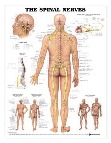 Spinal Nerves Wall Chart 20&#034; x 26&#034;