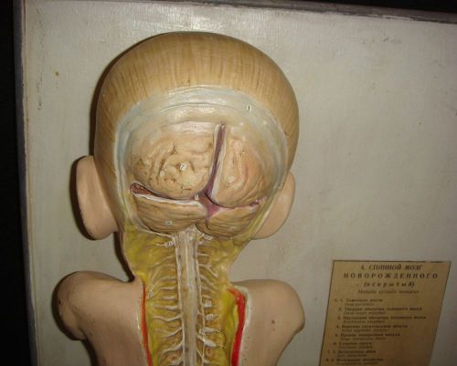 Antique Pediatric Nervous System Spinal Cord Anatomical Model Paper Mache