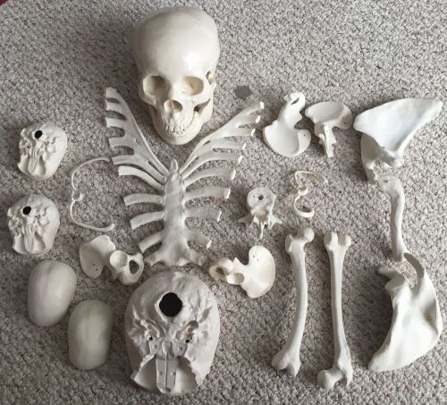PLASTIC DISARTICULATED HUMAN SKELETON PARTS w/SKULL ANATOMICAL ANATOMY