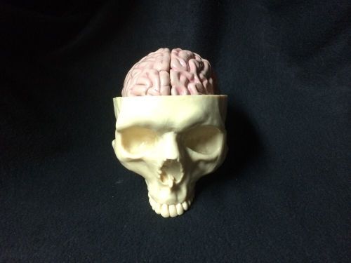 GPI #2900 Human Diseased Brain Head Skeletal Skull Anatomical Model
