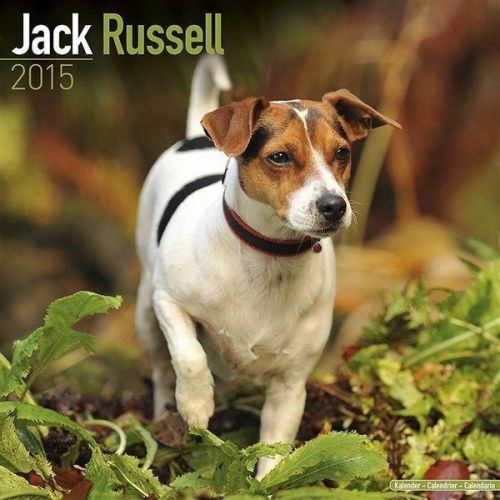 NEW 2015 Jack Russell Wall Calendar by Avonside- Free Priority Shipping!