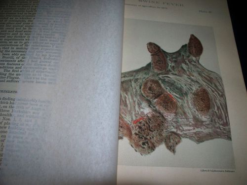 sWINE PLAGUE FEVER GLANDERS &amp; FARCY PIG ANIMAL DISEASE COLOR PLATES PAGES 1800&#039;S