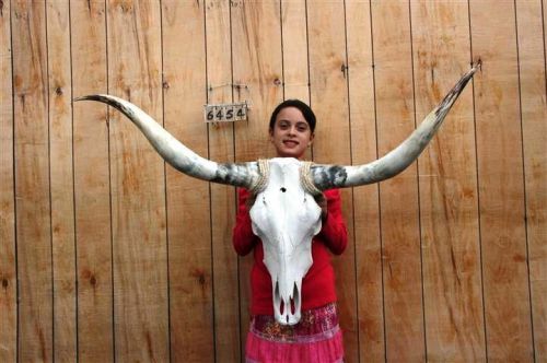 STEER SKULL LONG HORNS 3&#039; 11&#034; COW BULL SKULLS HORN H6454