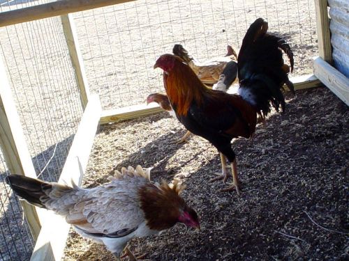 10+ Albany Game Fowl Hatching Eggs