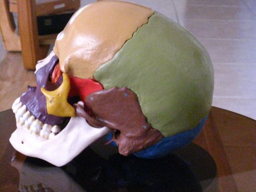 Disarticulated Colored Skull - 14 Piece by Somso - Model QS 8/3