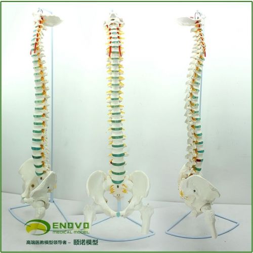 1:1 Human Anatomical Spine Pelvis Medical Teaching Model Leg Bones 90