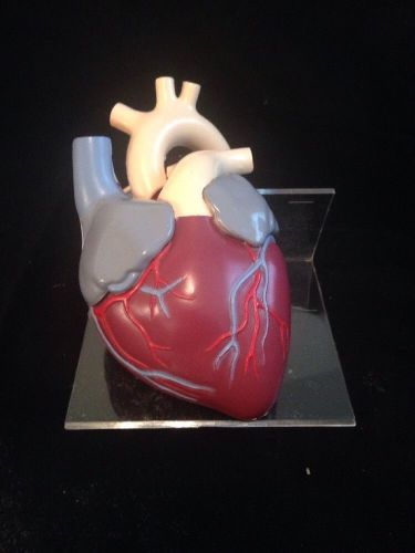 Vintage Pharmaceutical Anatomical Model of the Human Heart