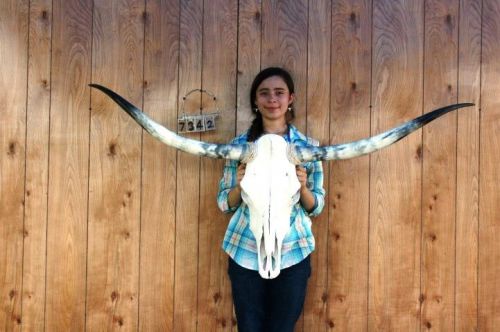 STEER SKULL LONG HORNS 4&#039; 10&#034; COW BULL SKULLS HORN H7342